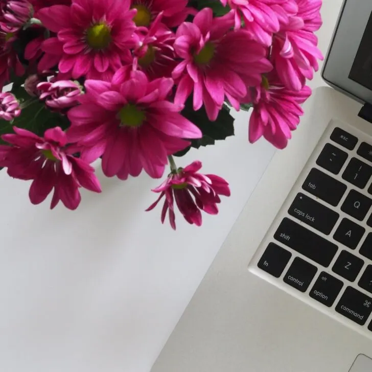 closeup photo of pink petaled flowers