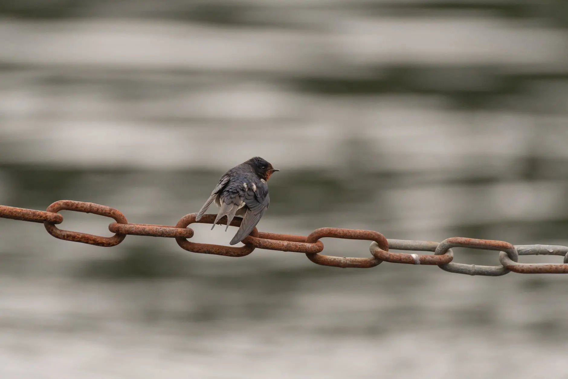 close up of a barn swallow