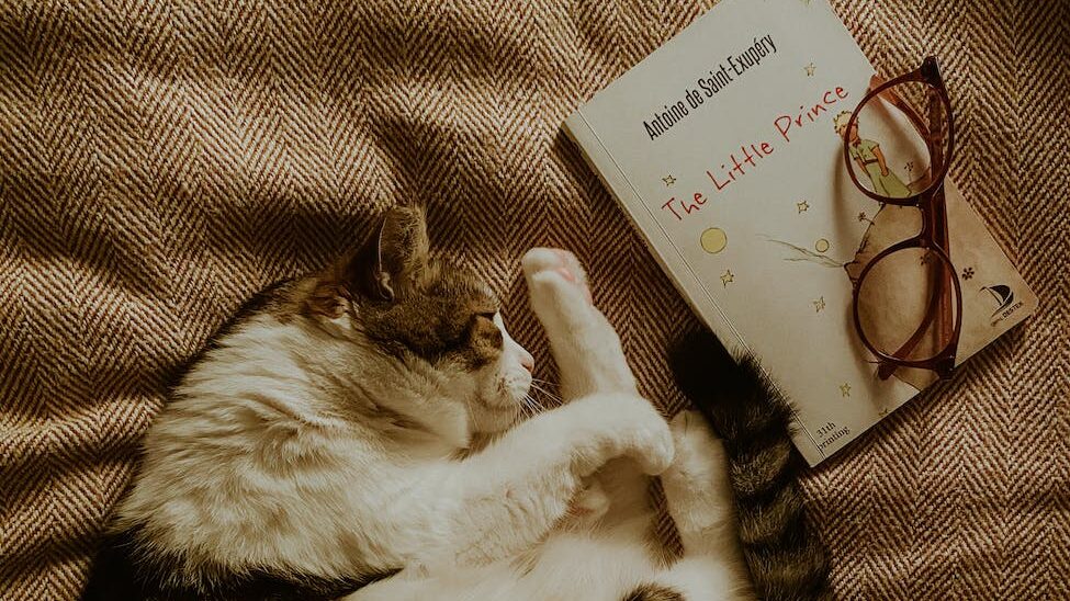 photo of an adorable cat sleeping next to a book and eyeglasses